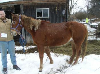 James Foster charged with abusing horses in Greenfield – formerly the Ann Arnold property