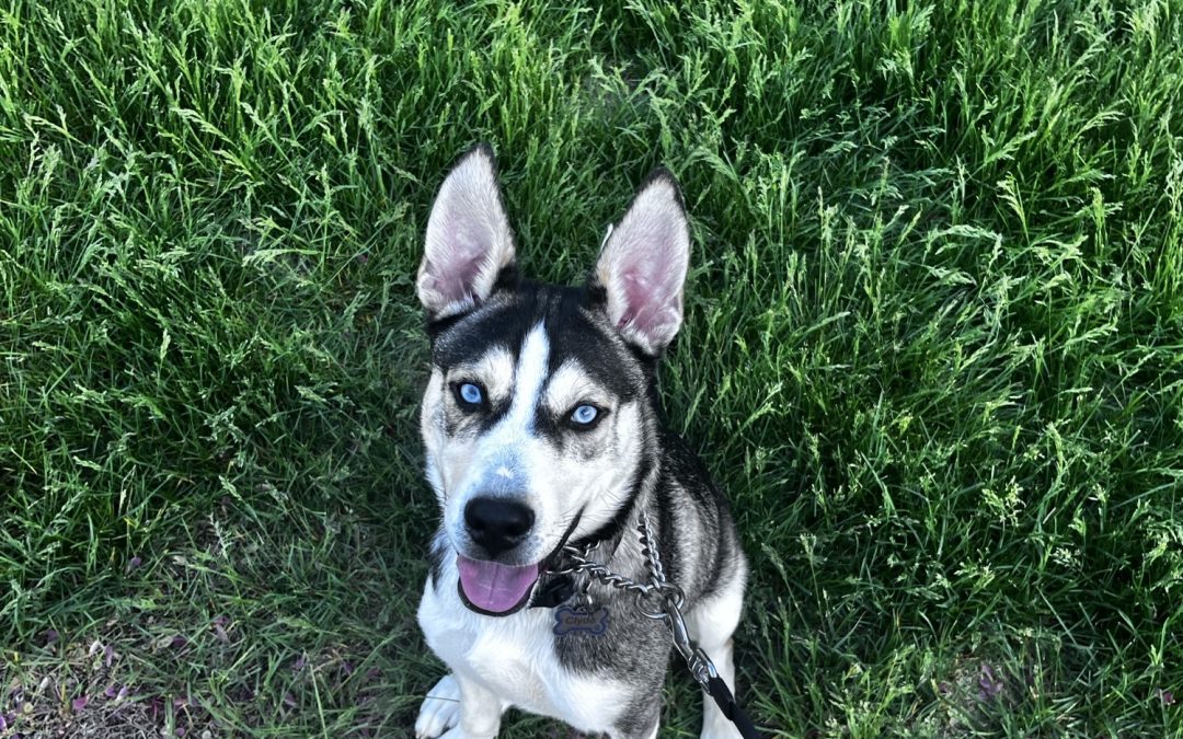 District Attorney Brett Eby Encourages Adoption and Fostering After Welcoming Rescue Dog “Clyde” to the Family